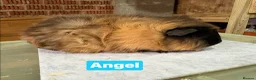 Guinea Pig rodents for sale: Single boars and baby guinea pigs - Advert 6