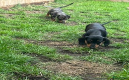 Dachshund dogs for sale: 2 Standard Dachshund Dog Puppies for sale  - Image 4
