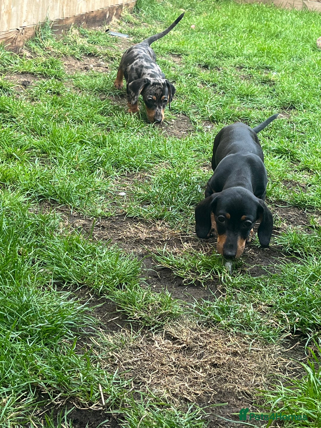 Dachshund dogs for sale: 2 Standard Dachshund Dog Puppies for sale  - Image 4