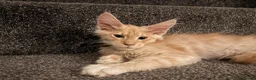 Maine Coon cats for sale: 🐾 Tica registered Maine coon kittens  - Advert 26