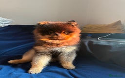 Pomeranian dogs for stud: Rare XS Pomeranian Boy – STUD – London - Image 3
