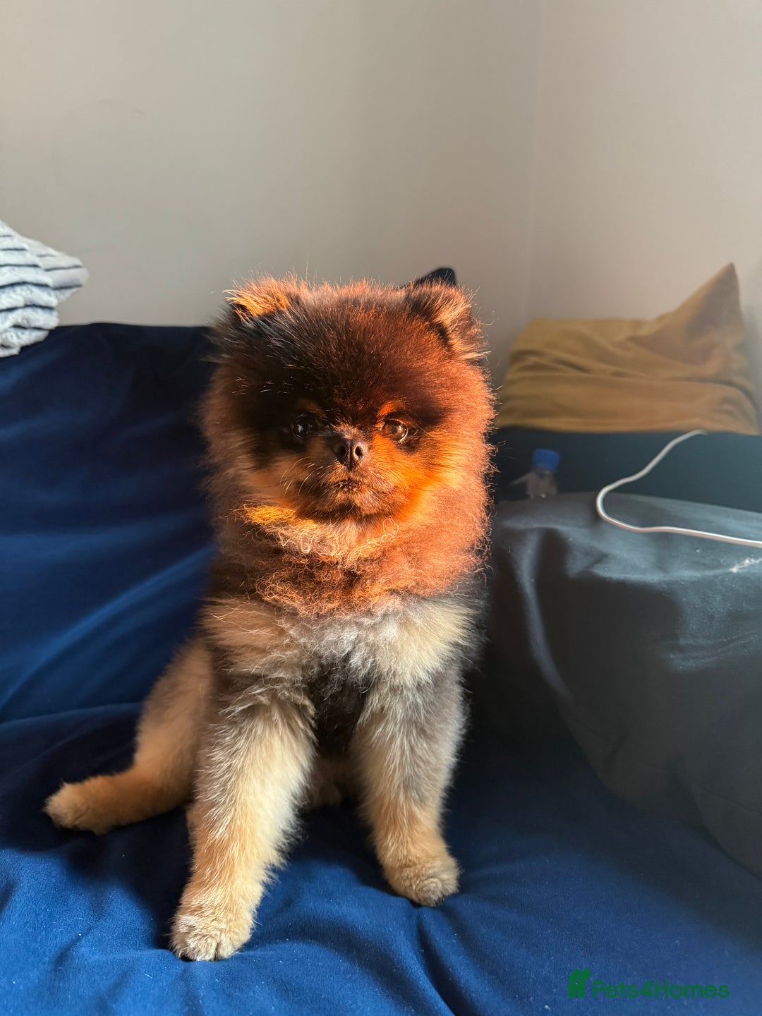 Pomeranian dogs for stud: Rare XS Pomeranian Boy – STUD – London - Image 3