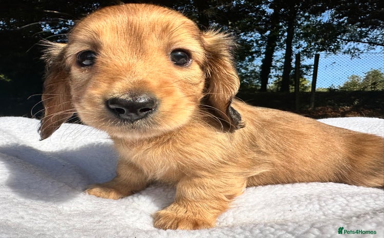 Miniature Dachshund dogs - Advert 9