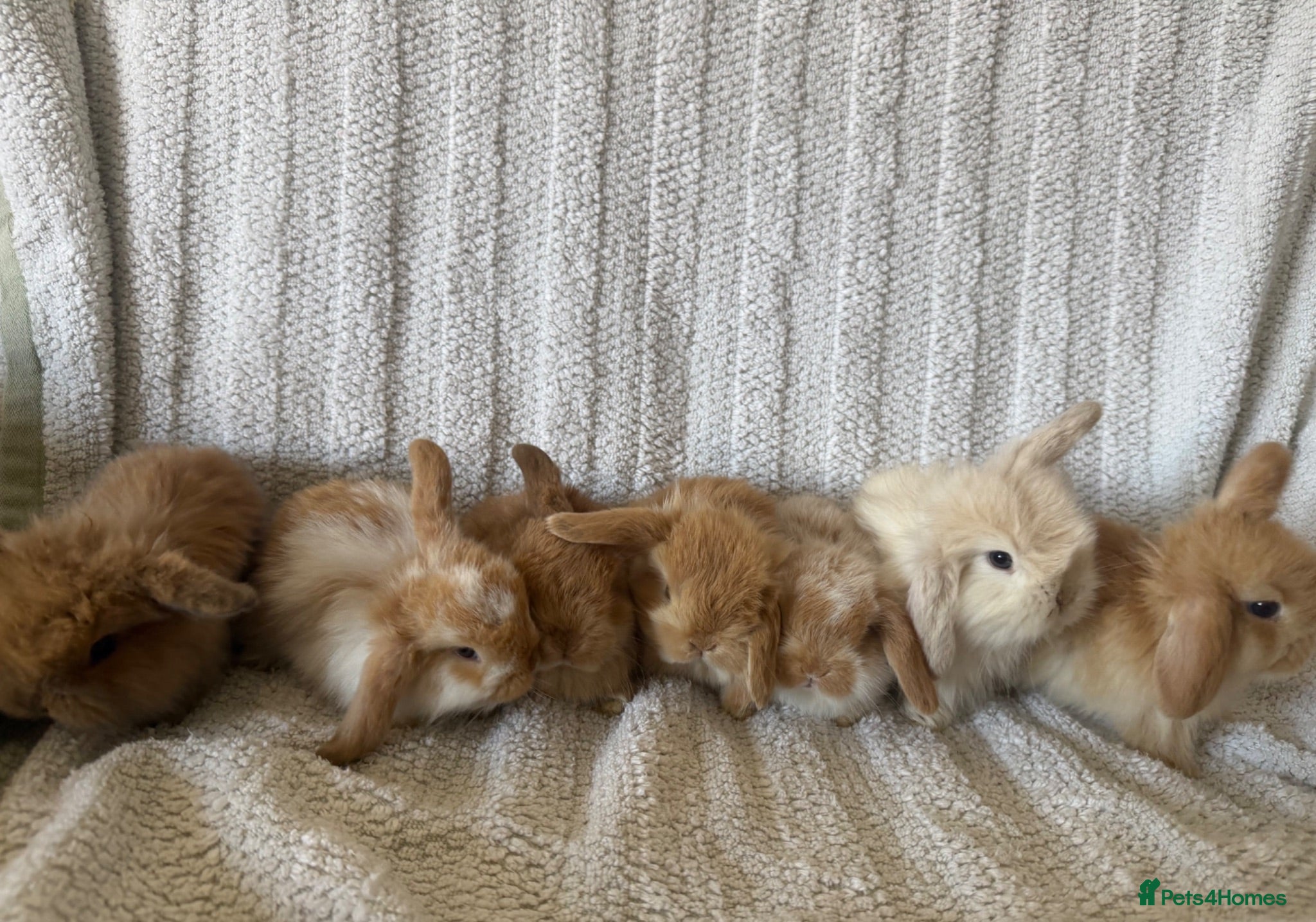 Mini Lop rabbits Mini Lionlop bunnies  - Advert 1