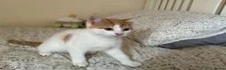 Mixed Breed cats for sale: 3 playful kittens ready for their new homes - Advert 7