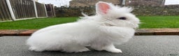 Lionhead rabbits for sale: White Lionhead female rabbit - Advert 3