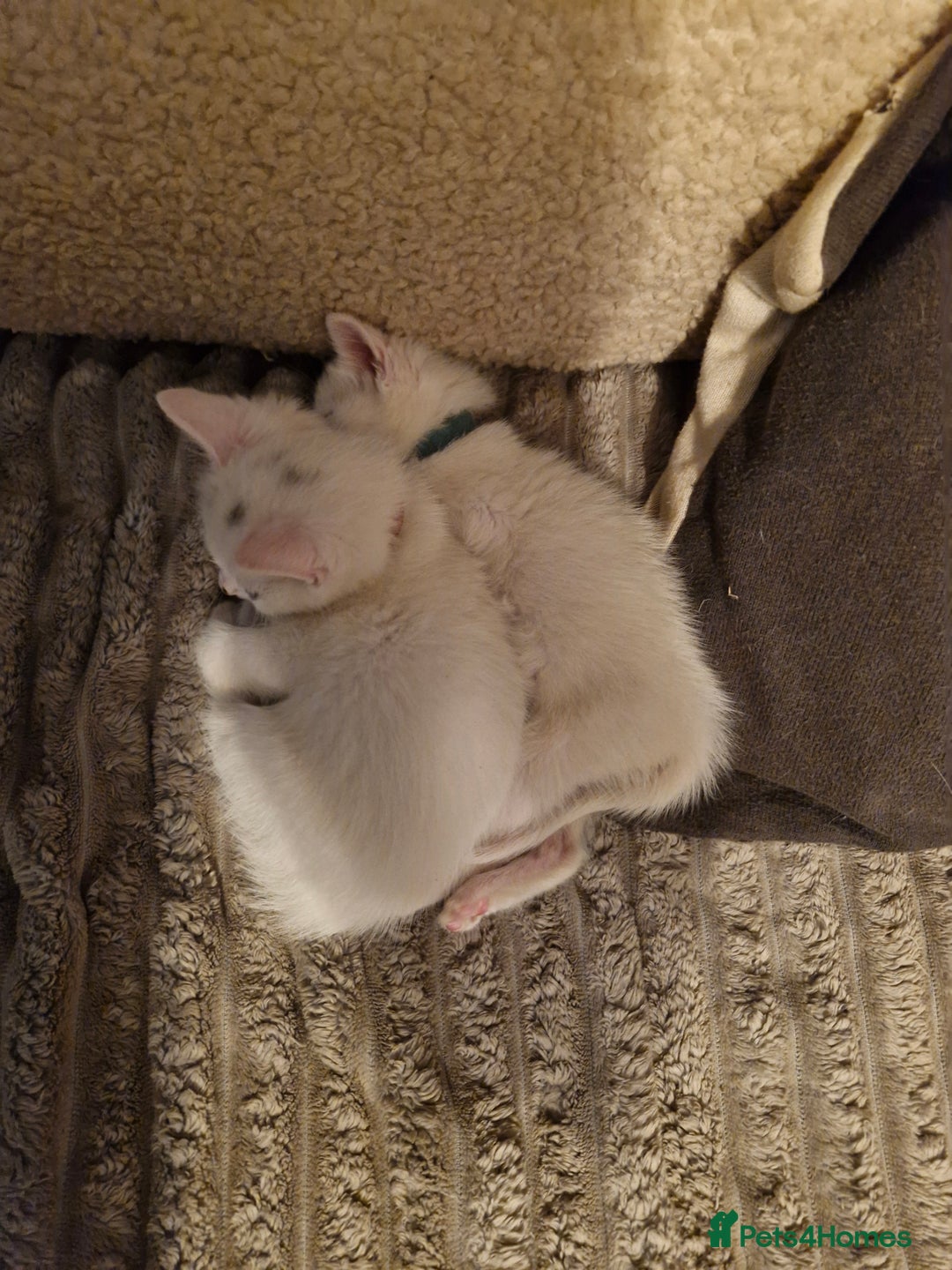 Mixed Breed cats for sale: Beautiful Siamese cross kittens - Advert 15