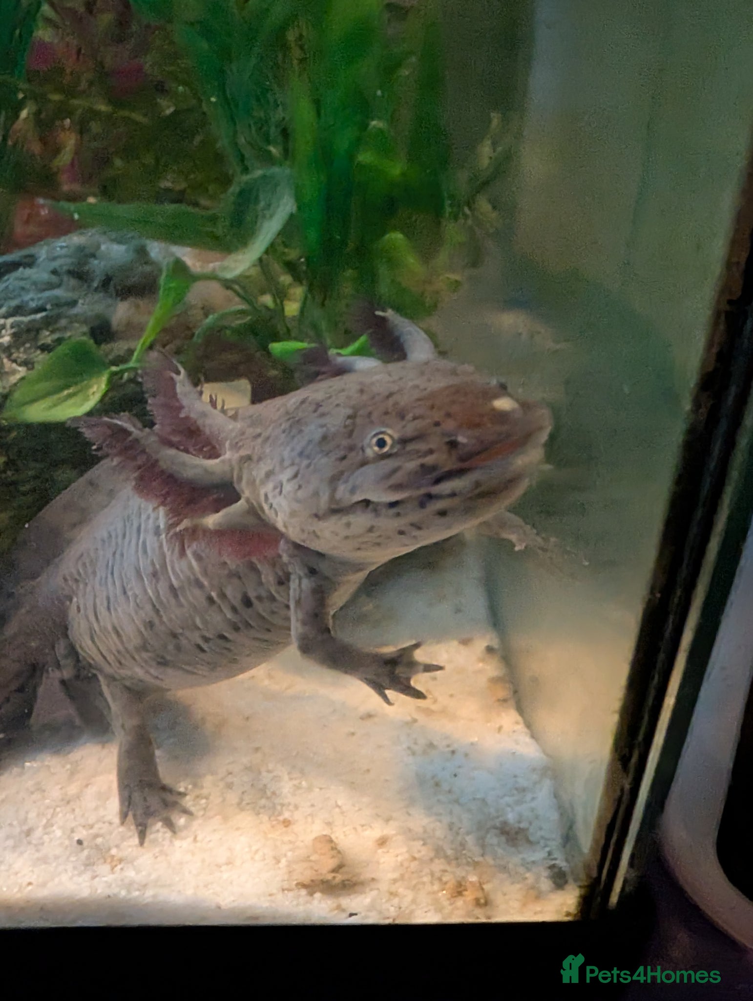 Other/Mixed Breed fish Beautiful Bellatrix the Axolotl  - Advert 2