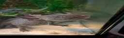 Other/Mixed Breed fish for sale: Beautiful Bellatrix the Axolotl  - Advert 1