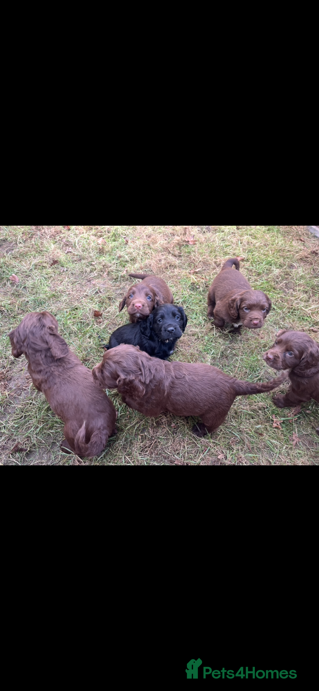 Cocker Spaniel dogs for sale: Beautiful Cockerspaniel Puppies for sale🐶 - Advert 4