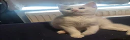 Mixed Breed cats for sale: 5 mixed breed 12 weeks kittens  - Advert 5