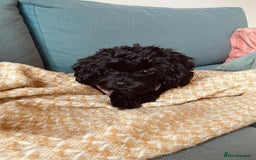Cavapoo dogs for sale: Cavapoo Puppy for Rehome - Image 3