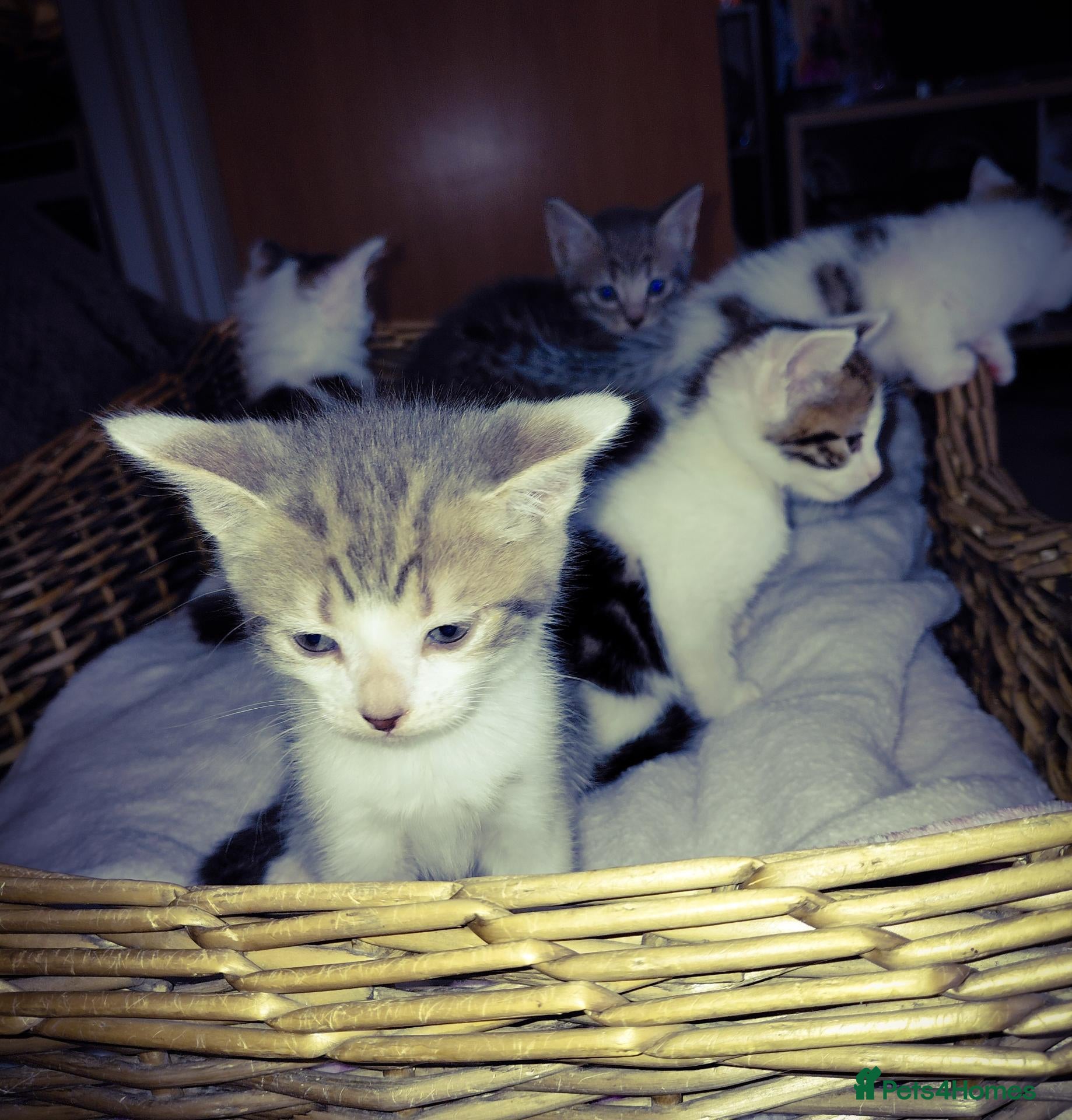 Mixed Breed cats babies for sale  - Advert 19