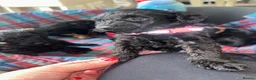 Schnoodle dogs for sale: F1 shnoodles  - Advert 7