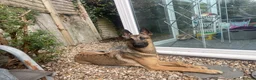 Mixed Breed dogs for sale: 🐾 Experienced home wanted! Belgian Malinois x GSD in Bodmin - Advert 4