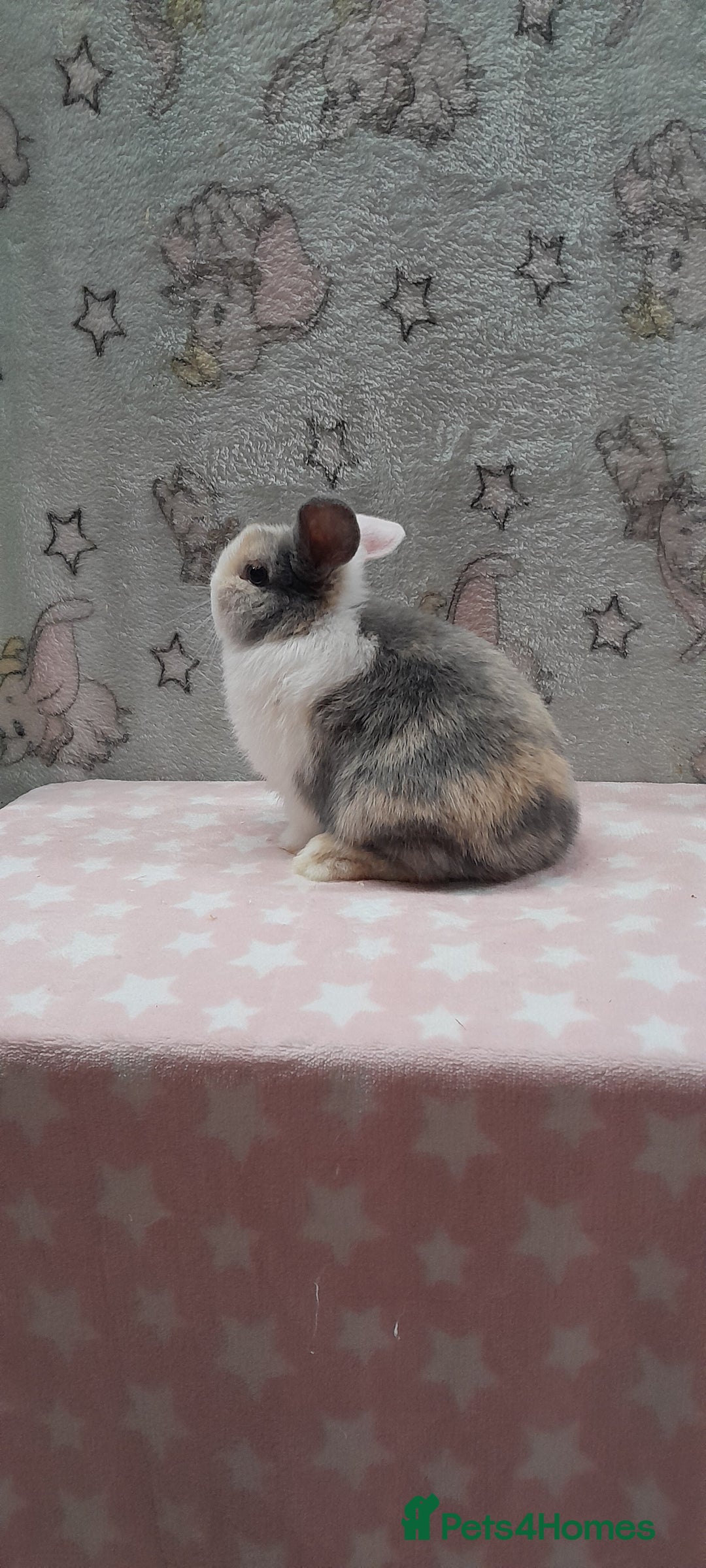 Mini Lop rabbits for sale: Beautiful female mini lop. Please read  - Advert 6