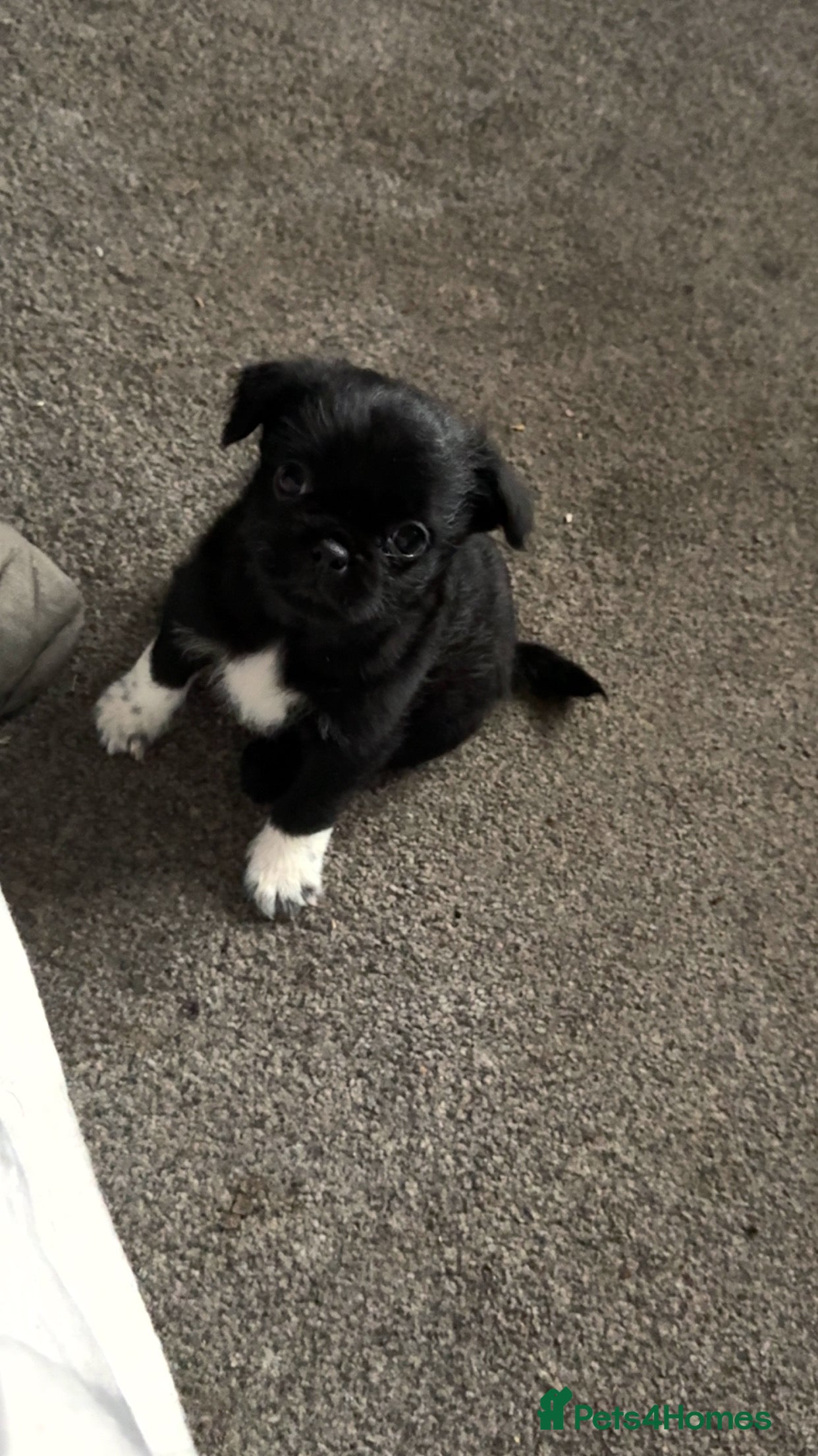 Mixed Breed dogs Pug cross shihtzu puppies for sale  - Advert 8