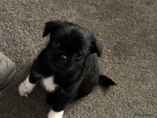 Mixed Breed dogs Pug cross shihtzu puppies for sale - Advert 5