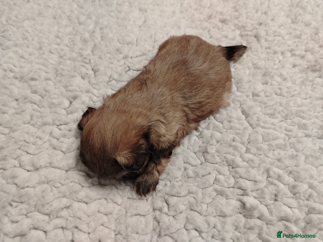 Shih Tzu dogs for sale: Shih tzu  - Image 15