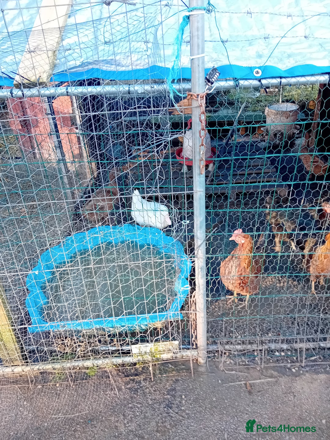 Chickens poultry for sale: 7 Egg laying chickens 3 egg laying ducks + goose  - Advert 3