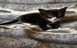 British Longhair cats for sale: 5 beautiful domestic long haired kittens - Image 1
