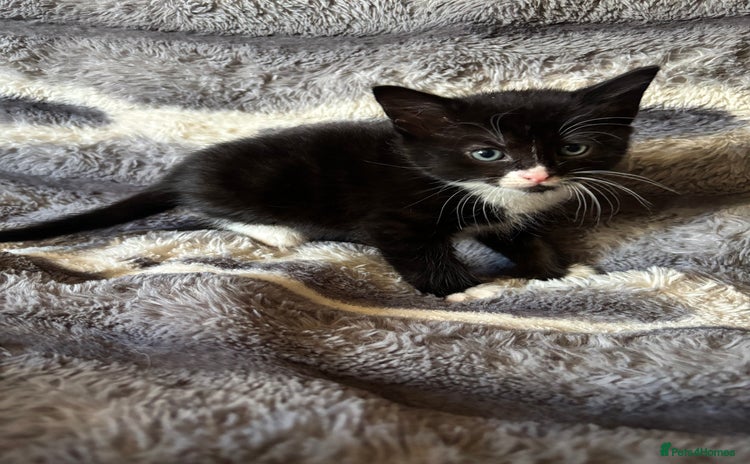 British Longhair cats - Advert 4