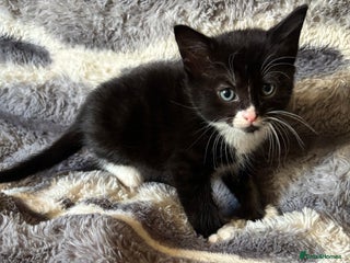 British Longhair cats - Advert 18