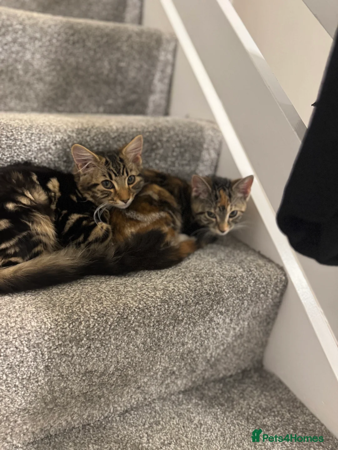 Mixed Breed cats for sale: Brother and sister  - Advert 1