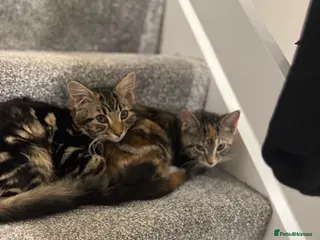 Mixed Breed cats Brother and sister - Advert 1