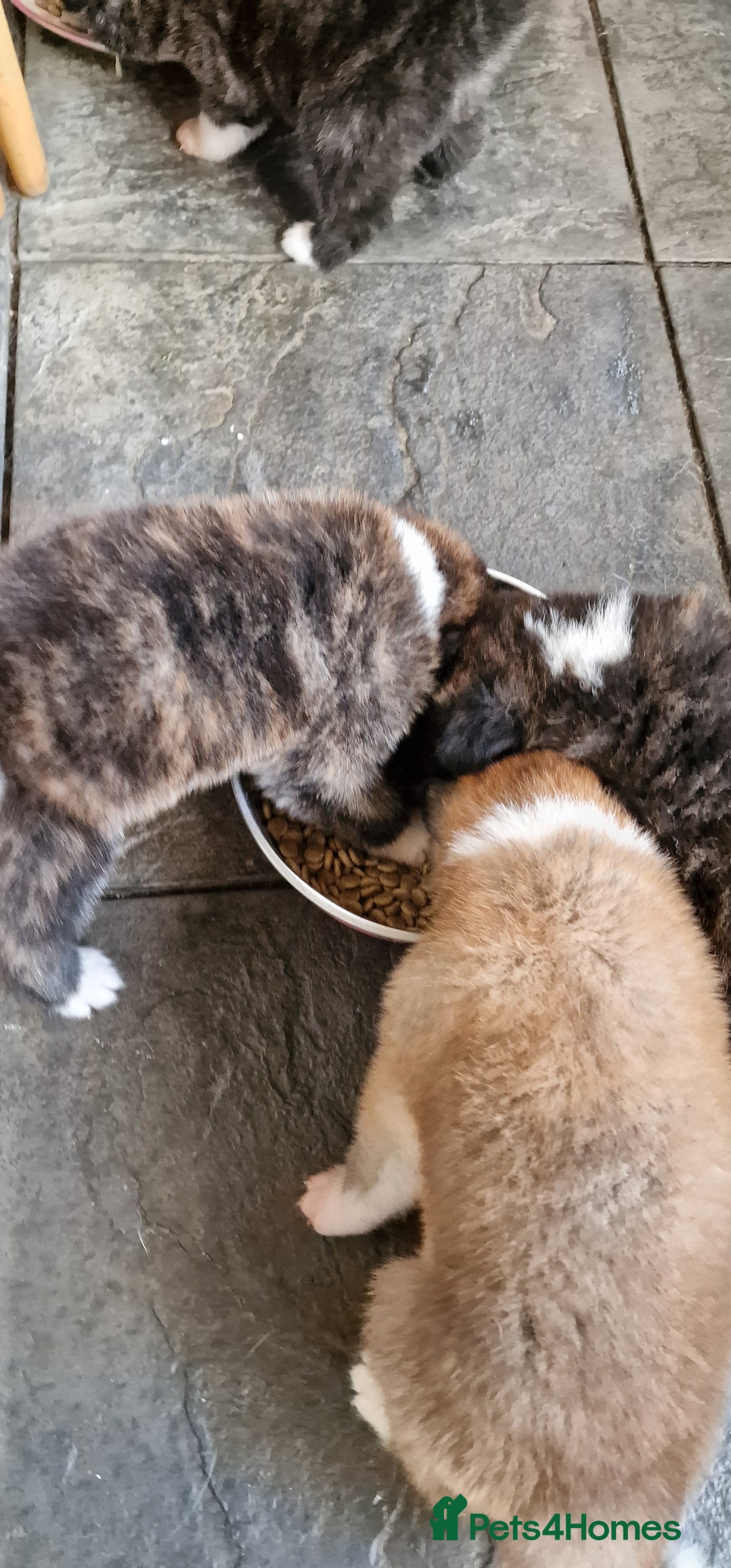Akita dogs for sale: Akita Inu Japonese - Image 26