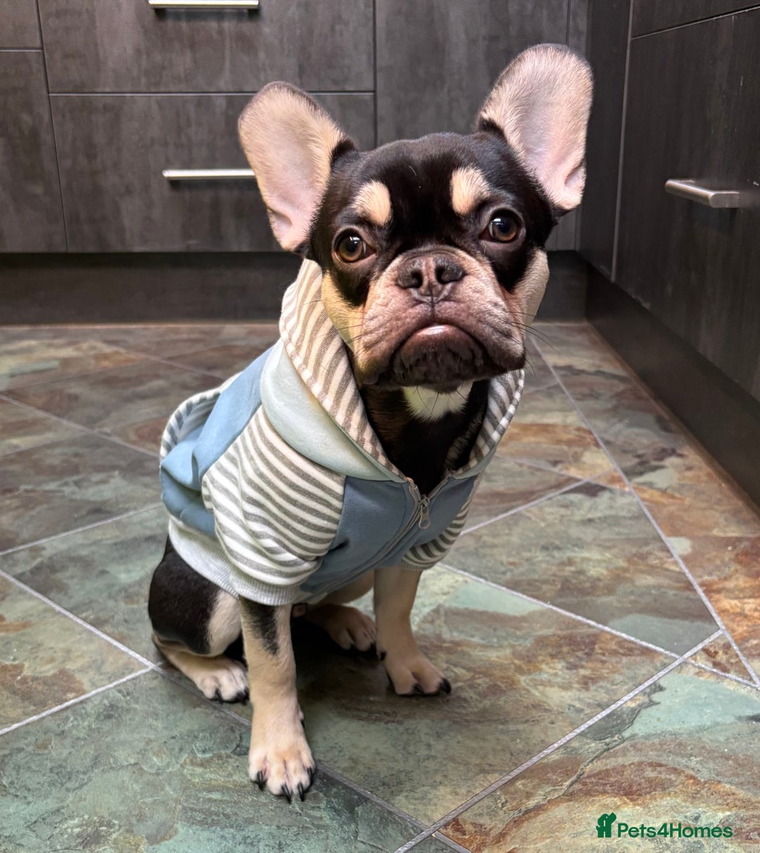 French Bulldog dogs for sale: Two FrenchBull dog Brothers - Advert 1