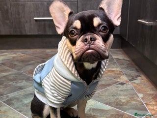 French Bulldog dogs Two FrenchBull dog Brothers - Advert 1