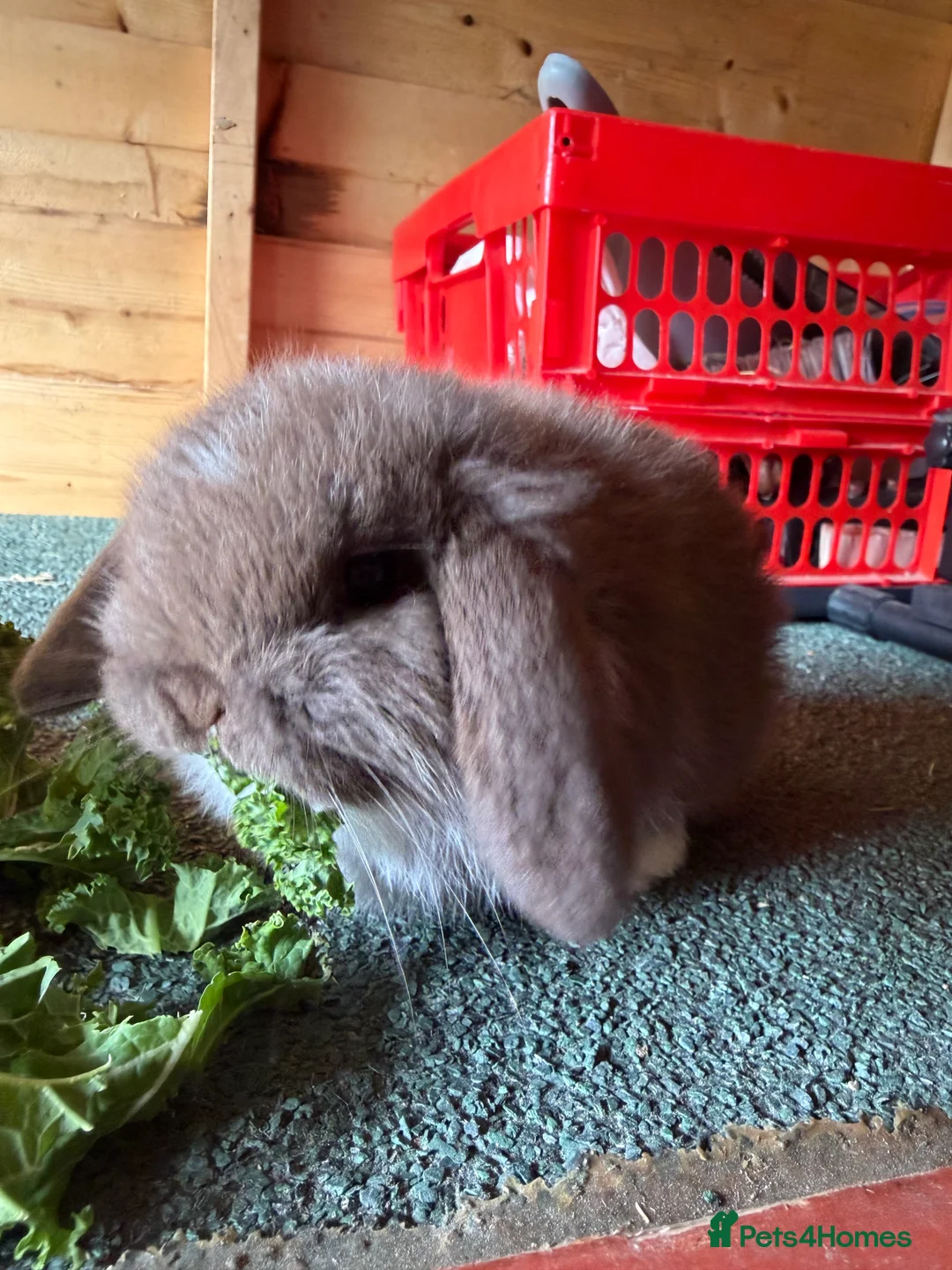 Mini Lop rabbits for sale: Mini lop pure bred  - Advert 2