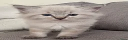 Mixed Breed cats for sale: Ragdoll Siberian Neva Masquerade Kittens - Advert 12