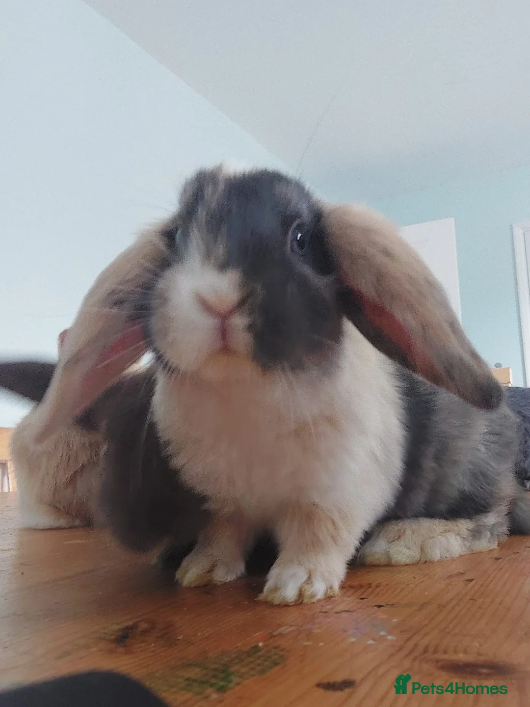 Mixed Breed rabbits for sale: Lop earred rabbits in Saxmundham - Advert 6