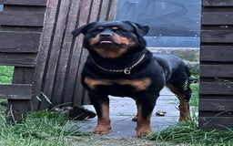 Rottweiler dogs for sale: Female Rottweiler  - Advert 9