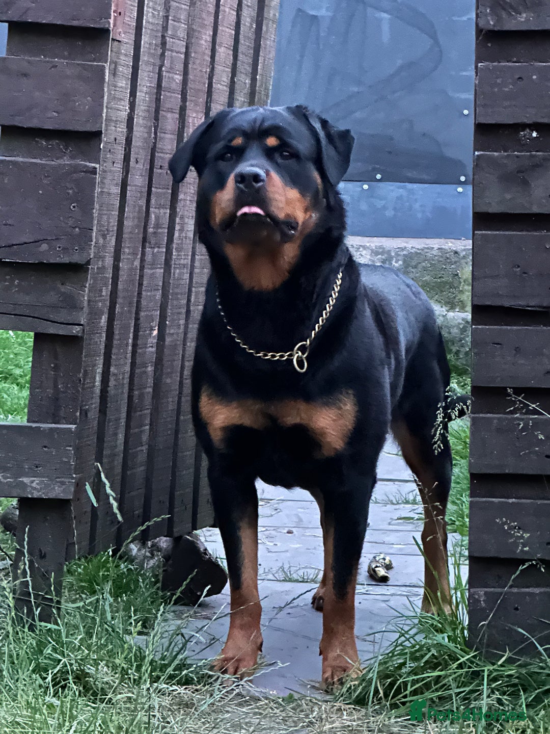 Rottweiler dogs for sale: Female Rottweiler  - Advert 9