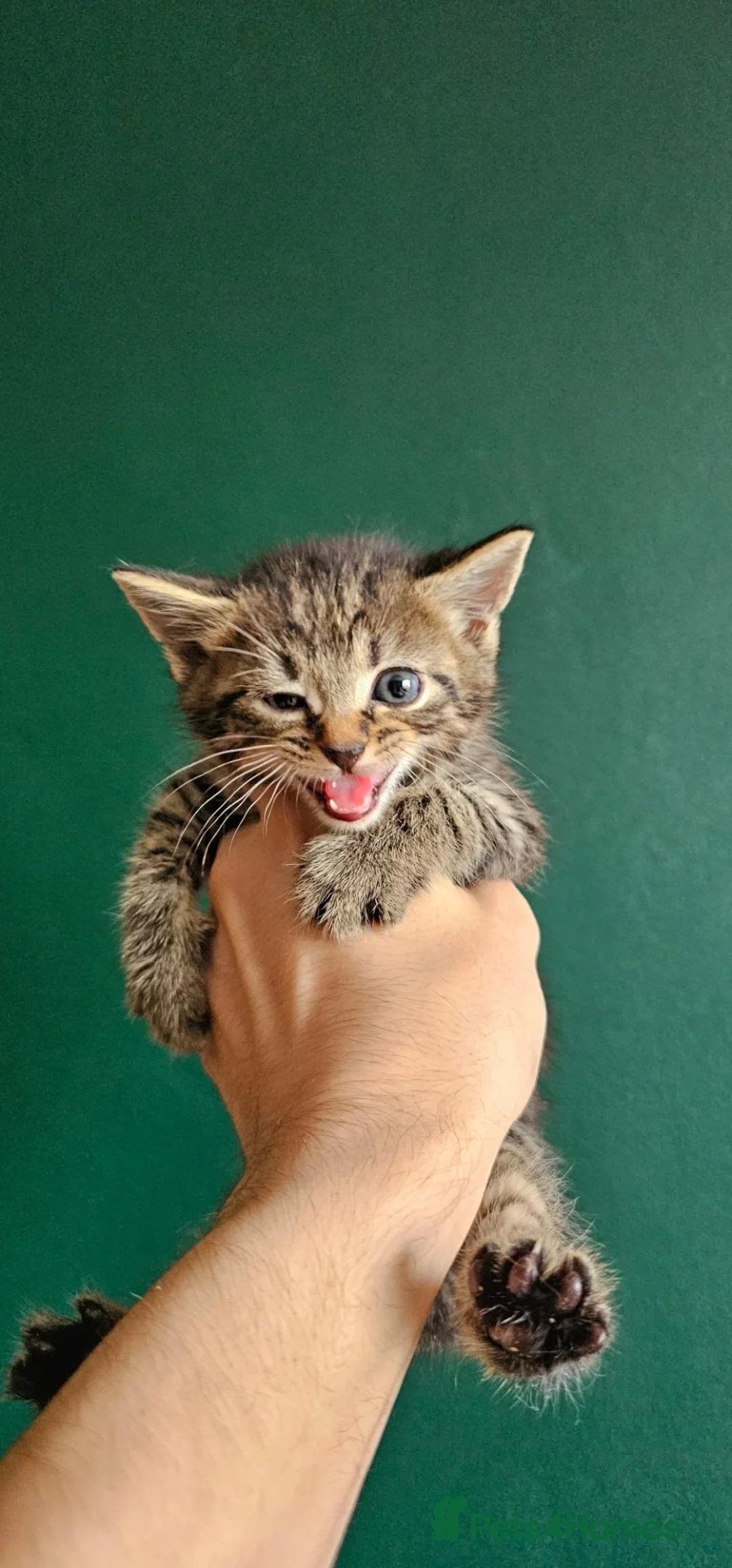 Mixed Breed cats for sale: Beautiful cute kittens - Advert 1