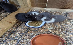 Netherland Dwarf rabbits for sale: Netherlands Dwarf - Image 2