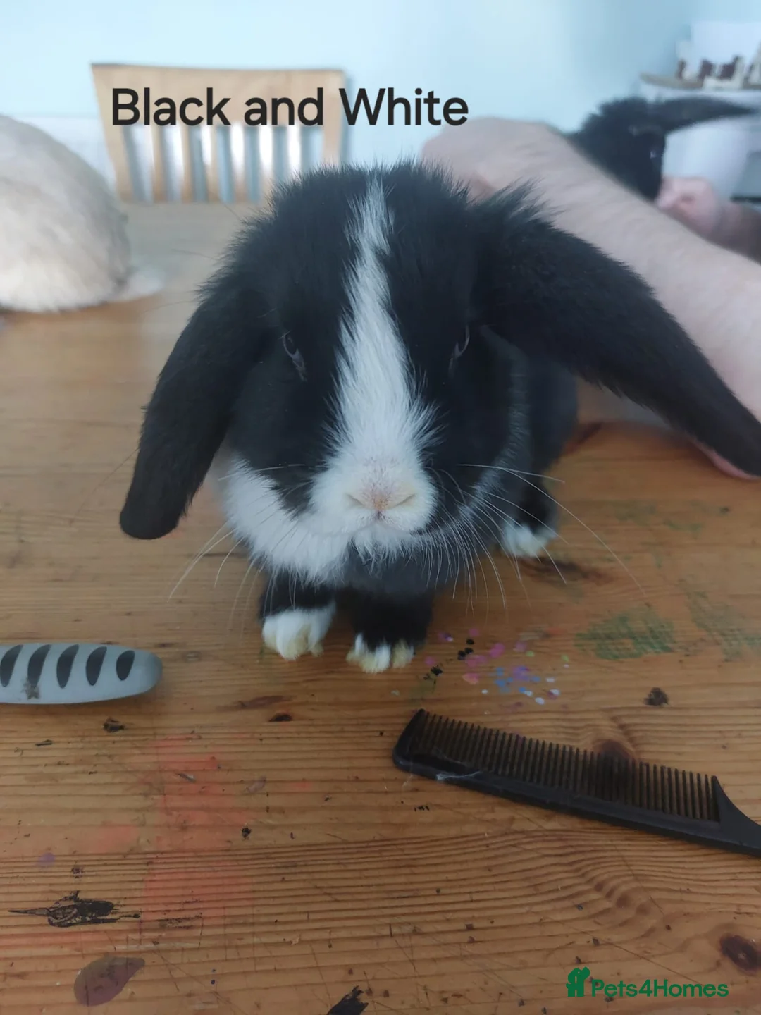 Mixed Breed rabbits for sale: Lop earred rabbits in Saxmundham - Advert 2