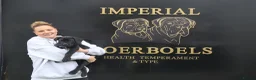 Boerboel dogs for sale: Imperial Boerboels  - Advert 38