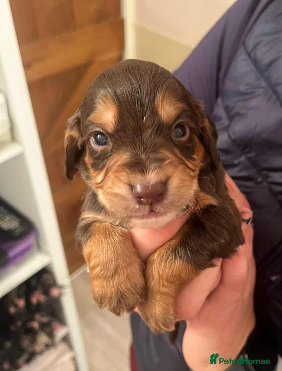 Cocker Spaniel dogs for sale: Gorgeous Health Tested Working Cocker Spaniels - Image 23