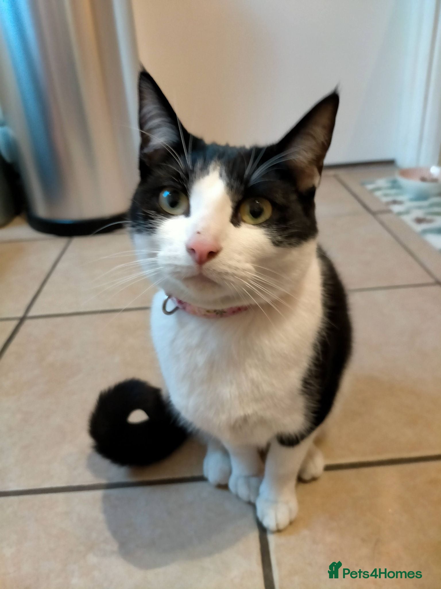 Mixed Breed cats Connie - Black and White Cat - Advert 1