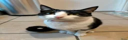 Mixed Breed cats for sale: Connie - Black and White Cat - Advert 1