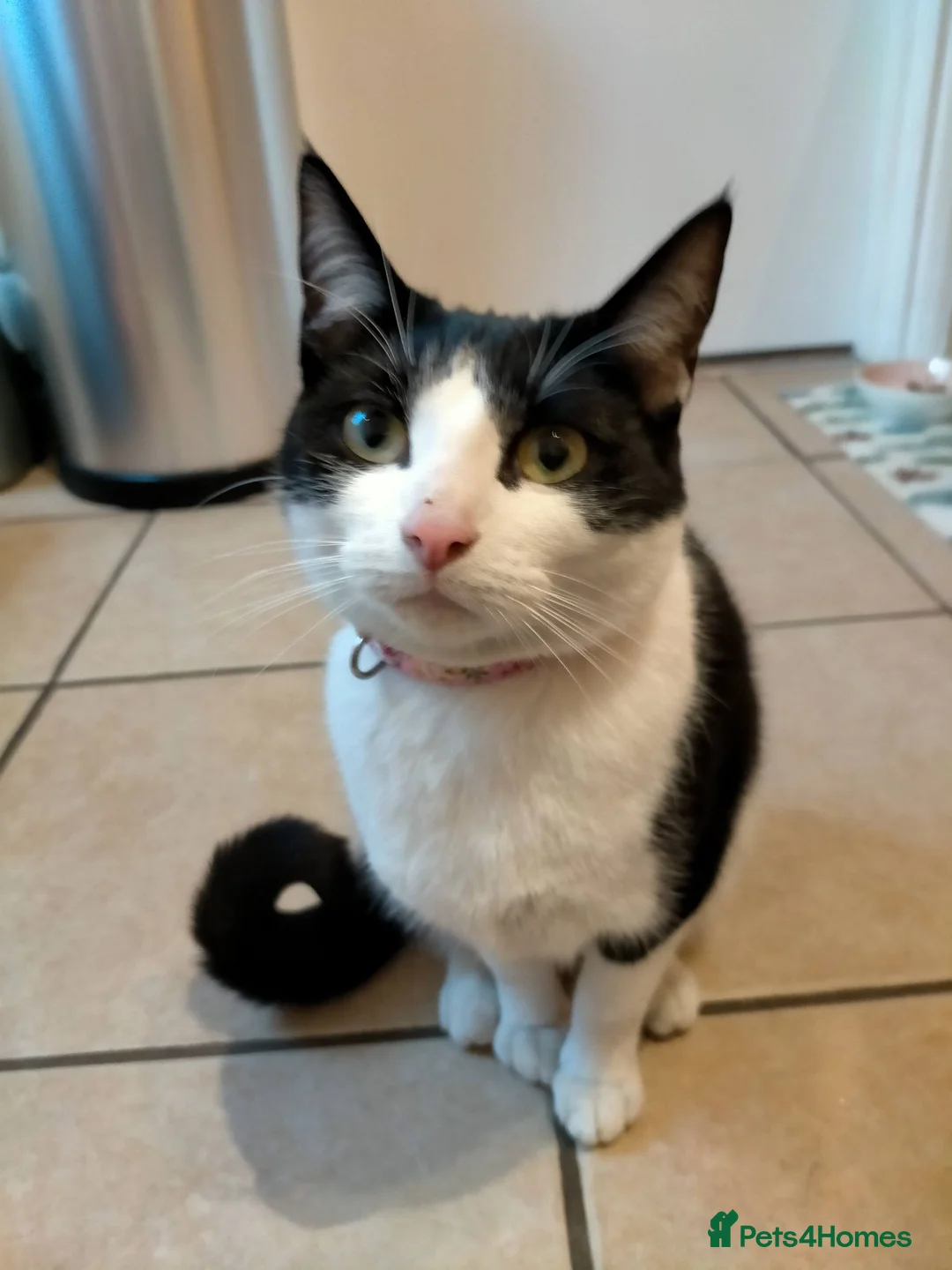 Mixed Breed cats for sale: Connie - Black and White Cat - Advert 1