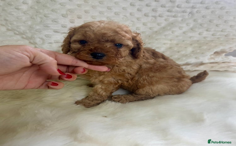 Cavapoo dogs in Brough - Advert 4