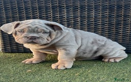 English Bulldog dogs for sale: Stunning English bulldog puppies  - Advert 5