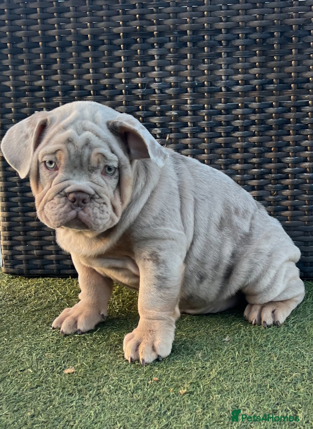 English Bulldog dogs for sale: Stunning English bulldog puppies  - Advert 5