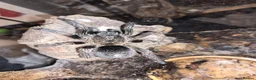 Tarantulas invertebrates for sale: List of Mix breed Tarantulas and a Boa  - Advert 11