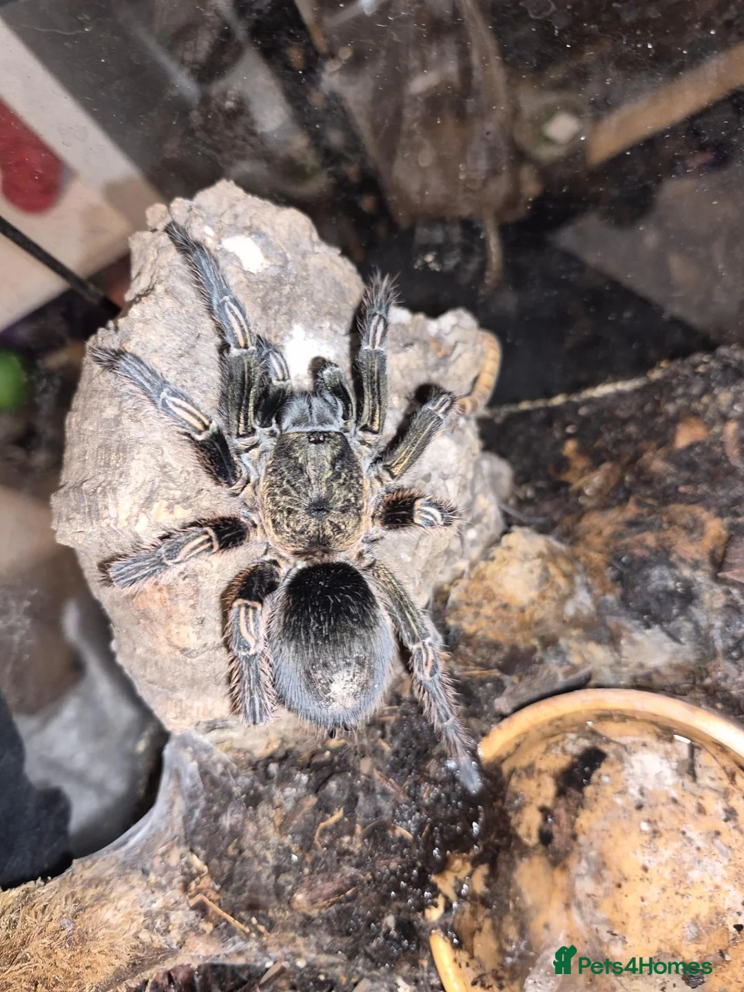 Tarantulas invertebrates for sale: List of Mix breed Tarantulas and a Boa  - Advert 11